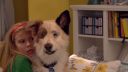 dogwblogep1sea112900.jpg
