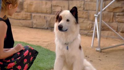 mutt2217082.jpg